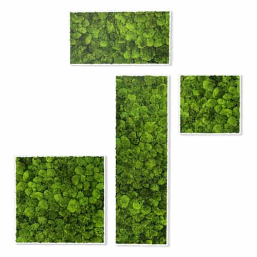 Kokoon Ball Moss