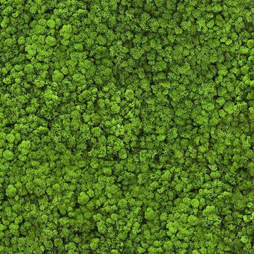 Reindeer Moss